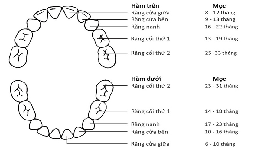 Có cần nhổ răng nanh hàm dưới không?	